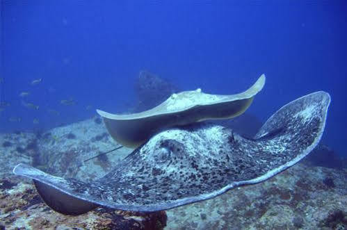 Divers Couette-café Beau Vallon (Mahe)